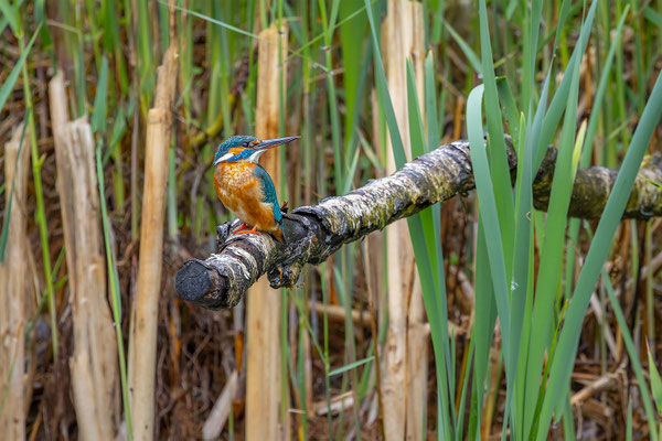 Eisvogel, momente-der-schoepfung.ch