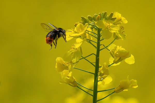Steinhummel, momente-der-schoepfung.ch