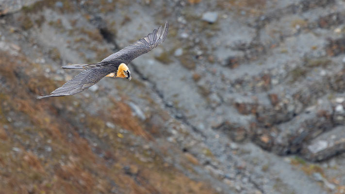 Bartgeier, momente-der-schoepfung.ch