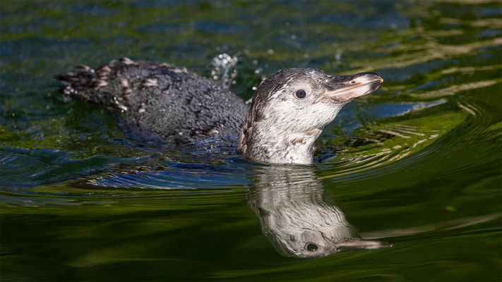 Humboldpinguin, Zürcher Zoo, momente-der-schoepfung.ch