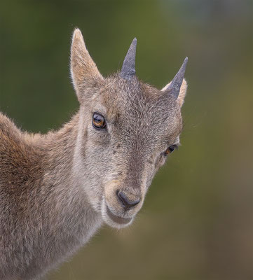 Alpensteinbock, momente-der-schoepfung.ch