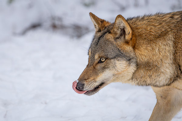 Wolf, momente-der-schoepfung.ch