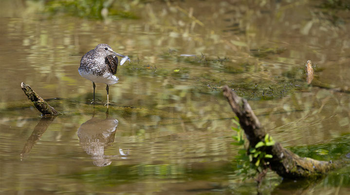 Waldwasserläufer, momente-der-schoepfung.ch