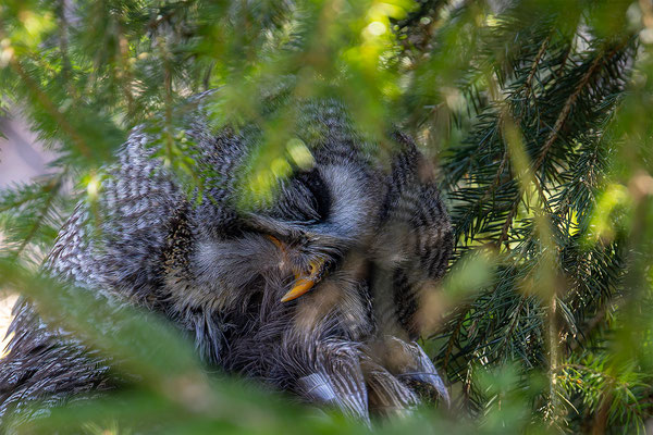 Kauz Tierpakt Arth Goldau, momente-der-schoepfung.ch