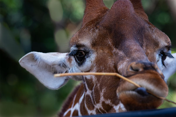 Netzgiraffen,Zürcher Zoo,  momente-der-schoepfung.ch