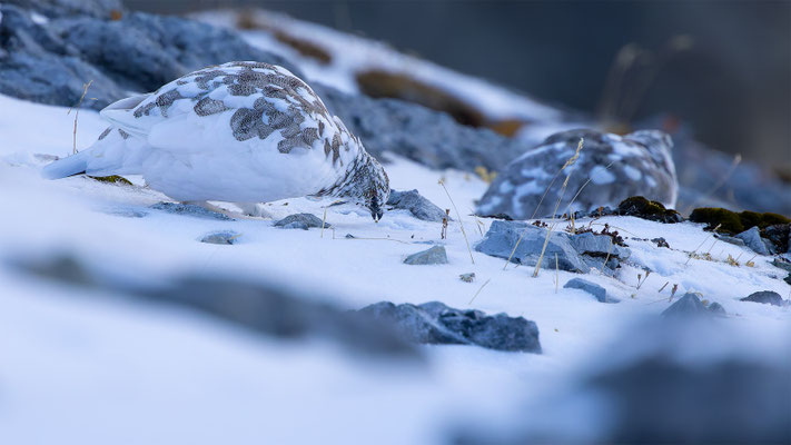 Alpenscheehuhn, momente-der-schoepfung.ch