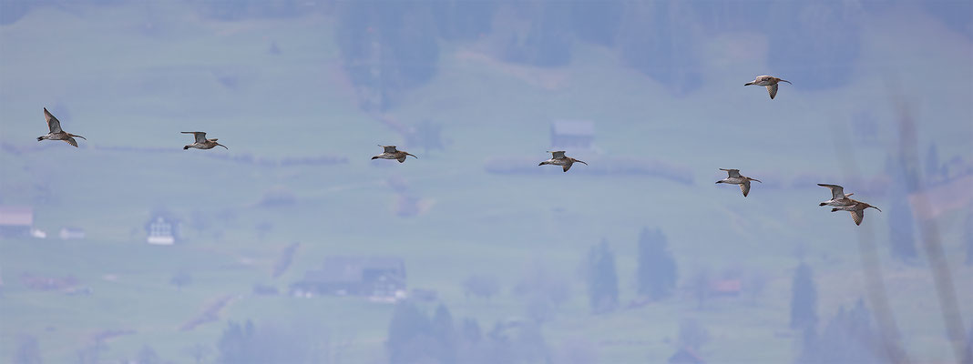 Brachvögel, momente-der-schoepfung.ch