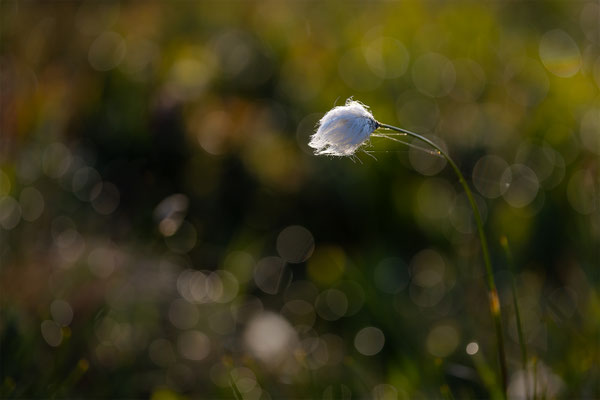 Wollgras, momente-der-schoepfung.ch