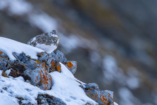 Alpenscheehuhn, momente-der-schoepfung.ch
