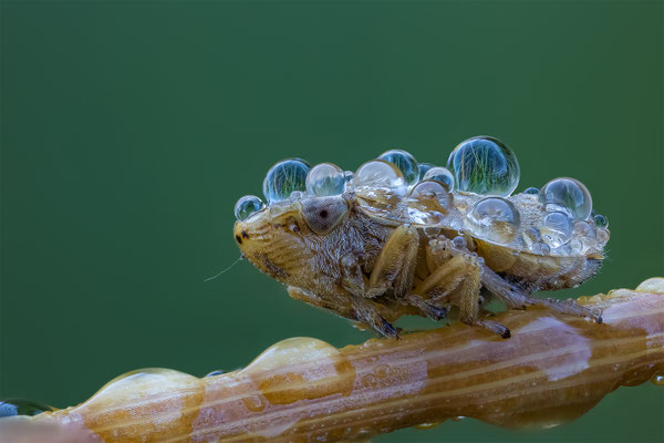 Wiesenschaumzikade, ABM4:1, momente-der-schoepfung.ch