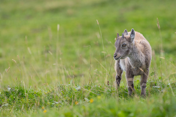 Alpensteinbock, momente-der-schoepfung.ch