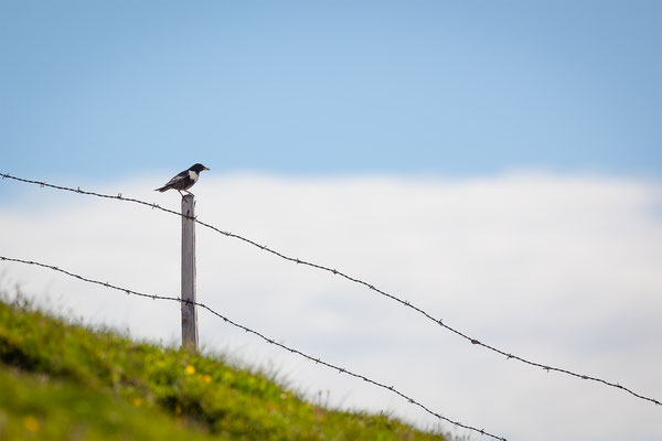 Ringdrossel, momente-der-schoepfung.ch
