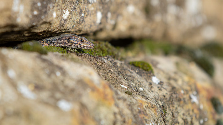 Mauereidechse, momente-der-schoepfung.ch