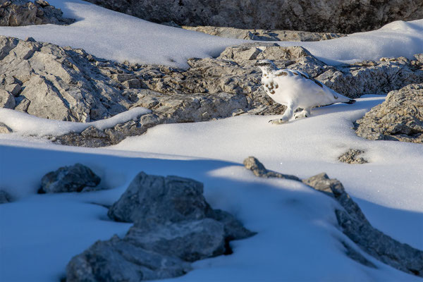 Alpenscheehuhn, momente-der-schoepfung.ch