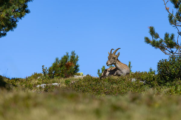 Alpensteinbock, momente-der-schoepfung.ch