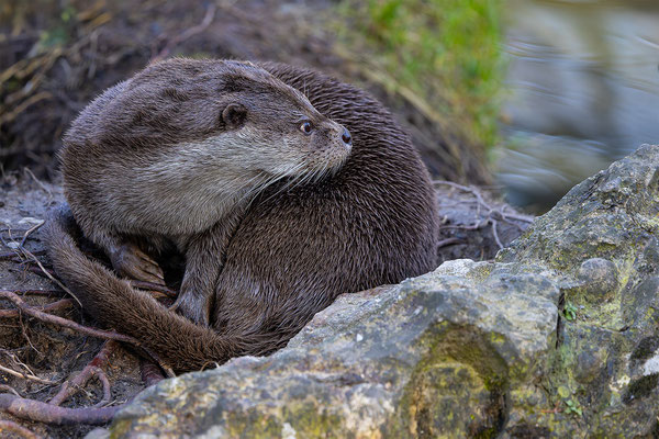 Fischotter Tierpakt Arth Goldau, momente-der-schoepfung.ch