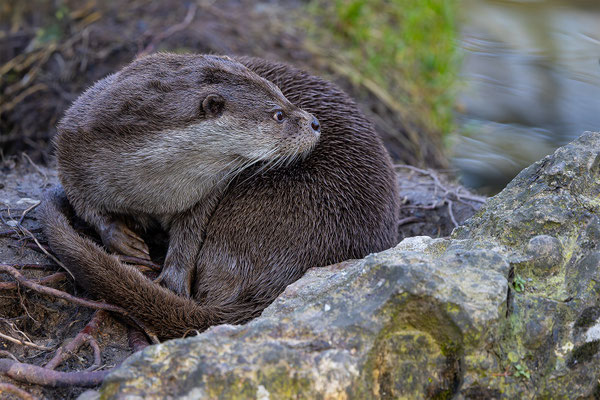 Fischotter Tierpakt Arth Goldau, momente-der-schoepfung.ch