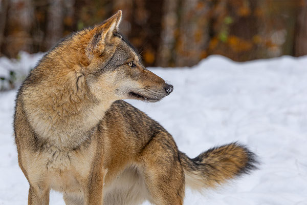 Wolf, momente-der-schoepfung.ch