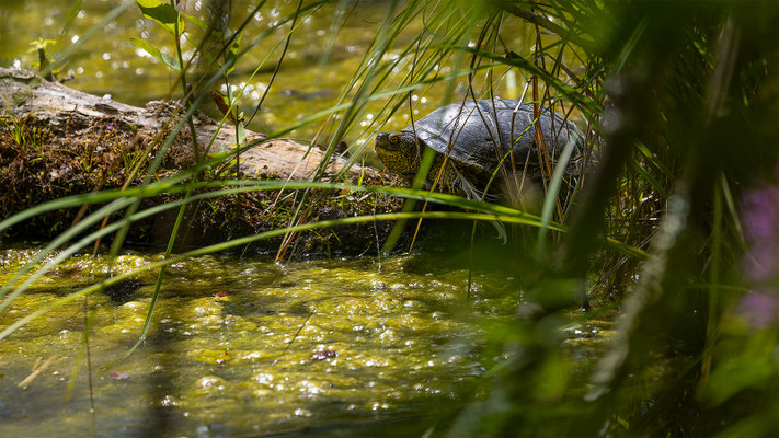 Europä. Schumpfschildkröte, momente-der-schoepfung.ch