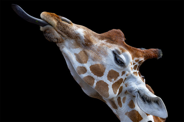 Netzgiraffe, Zürcher Zoo, momente-der-schoepfung.ch