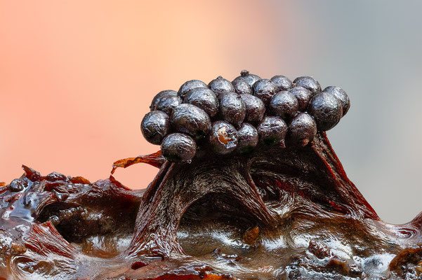 Myxomyceten Schleimpilz Metatrichia floriformis, ABM3:1, momente-der-schoepfung.ch