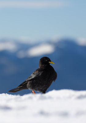 Alpendohle, momente-der-schoepfung.ch
