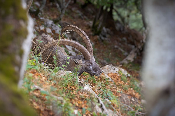 Alpensteinbock, momente-der-schoepfung.ch