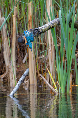 Eisvogel, momente-der-schoepfung.ch