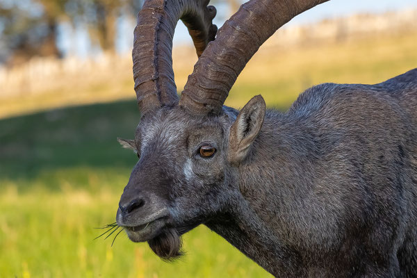 Alpensteinbock, momente-der-schoepfung.ch