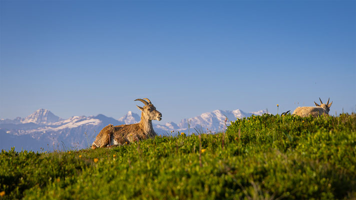 Alpensteinbock, momente-der-schoepfung.ch