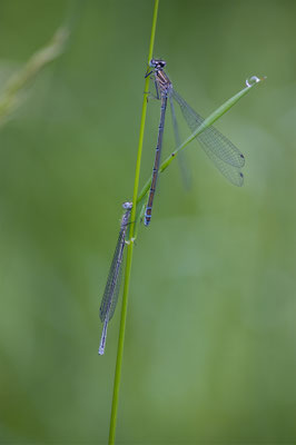 Blaue Federlibelle, momente-der-schoepfung.ch