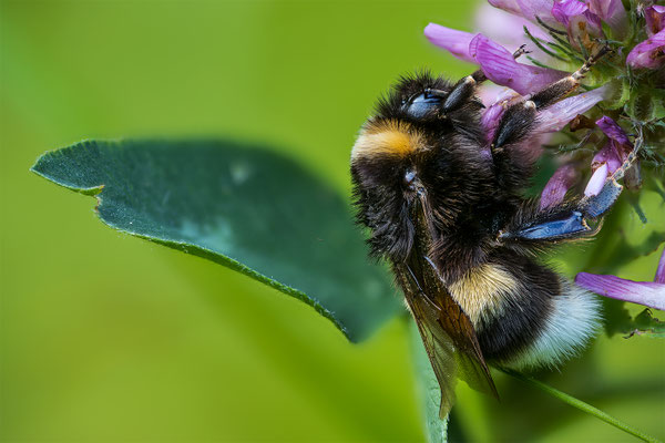 Hummel, momente-der-schoepfung.ch