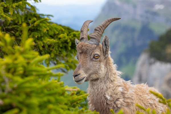 Alpensteinbock, momente-der-schoepfung.ch