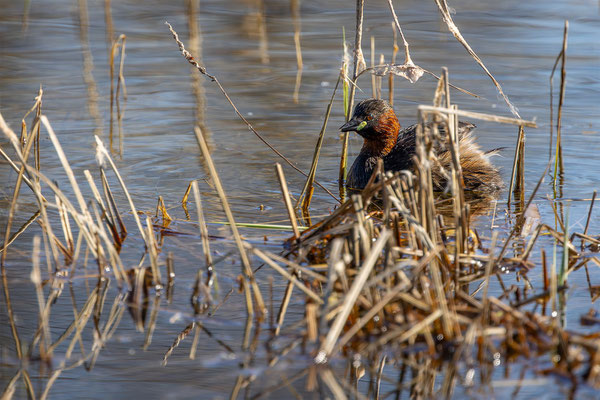 Zwergtaucher, momente-der-schoepfung.ch