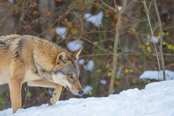 Wolf, momente-der-schoepfung.ch