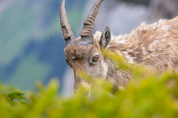 Alpensteinbock, momente-der-schoepfung.ch