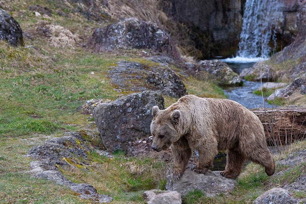 Syrischer Braunbär Tierpakt Arth Goldau, momente-der-schoepfung.ch