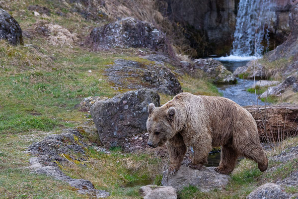 Syrischer Braunbär Tierpakt Arth Goldau, momente-der-schoepfung.ch