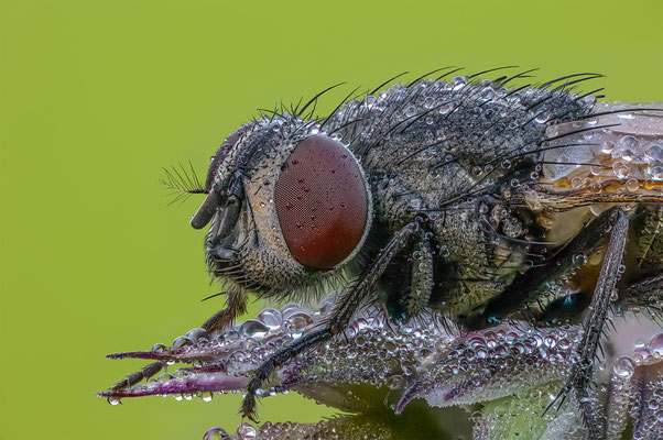 Fliege, ABM5:1, momente-der-schoepfung.ch