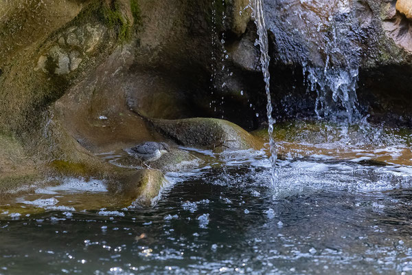 Wasseramsel, momente-der-schopfung.ch