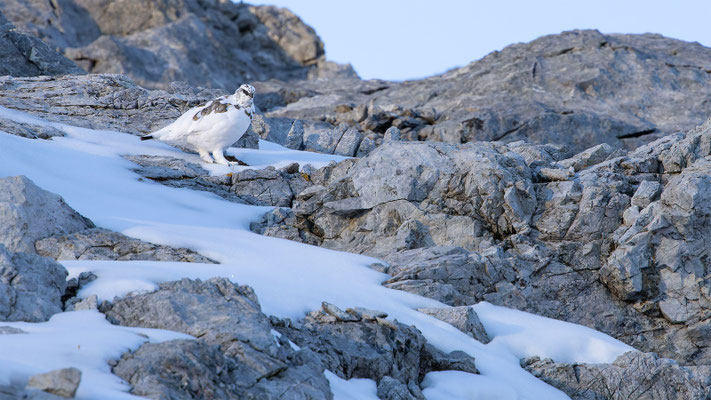 Alpenscheehuhn, momente-der-schoepfung.ch