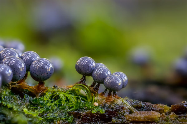 Myxomyceten Schleimpilz, Cribraria argillacea, ABM3:1, momente-der-schoepfung.ch