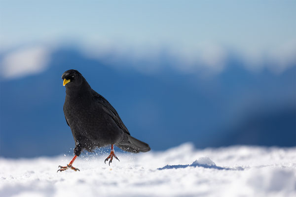 Alpendohle, momente-der-schoepfung.ch