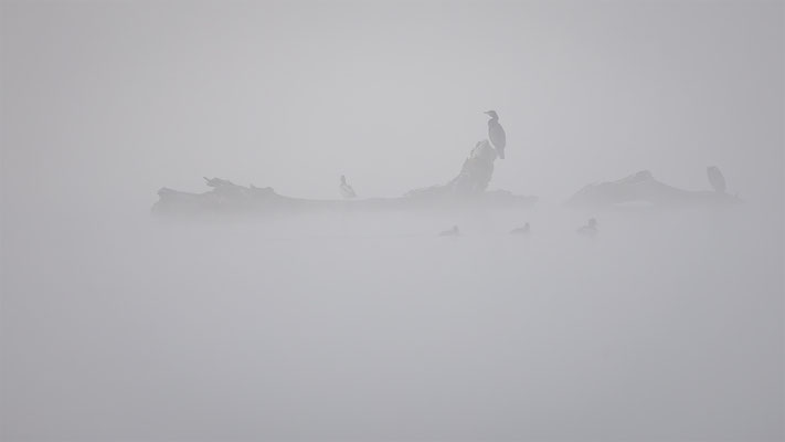 Kormoran, momente-der-schoepfung.ch