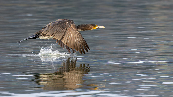 Kormoran, momente-der-schoepfung.ch
