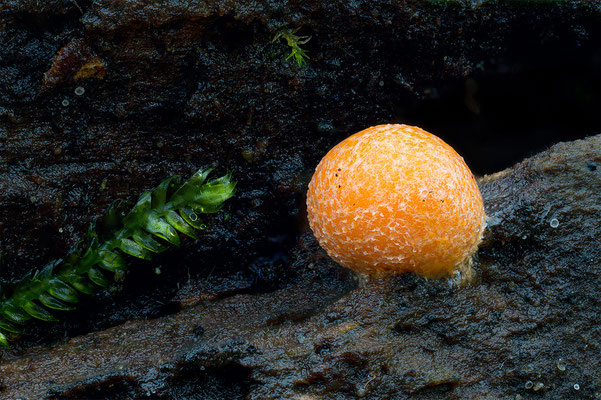 Myxomyceten Schleimpilz, ABM3:1, momente-der-schoepfung.ch