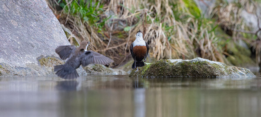 Wasseramsel, momente-der-schopfung.ch