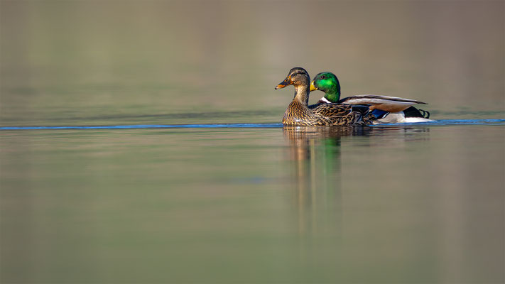 Stockente, momente-der-schoepfung.ch