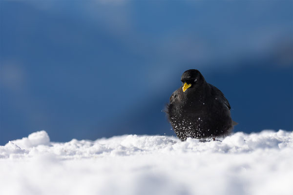 Alpendohle, momente-der-schoepfung.ch