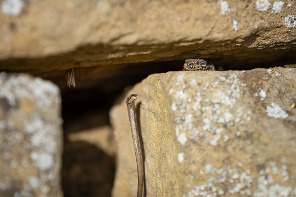 Mauereidechse, momente-der-schoepfung.ch